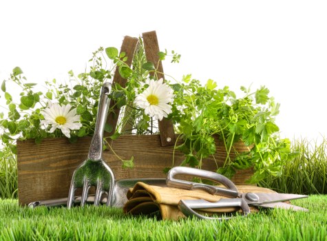 Lush green garden maintenance